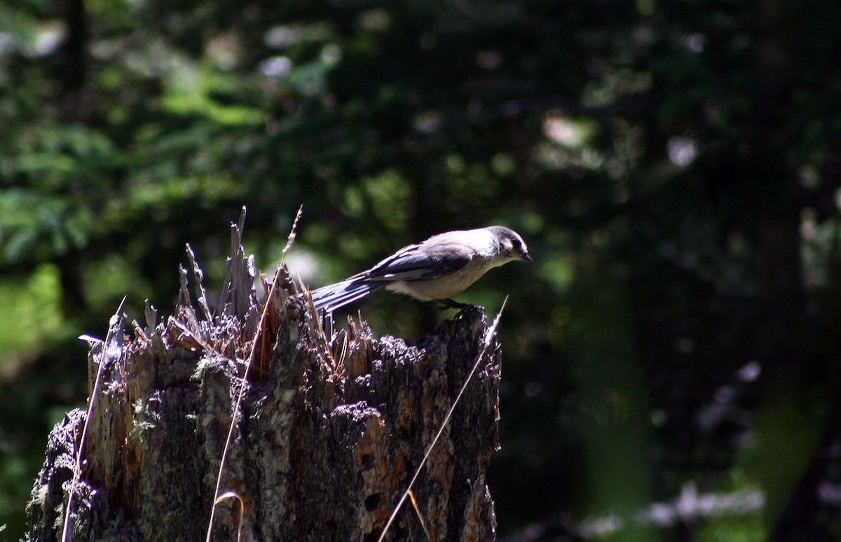 Canada Jay - ML381769271