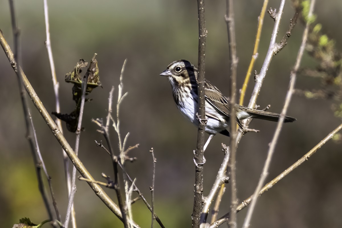 Song Sparrow - ML381770021