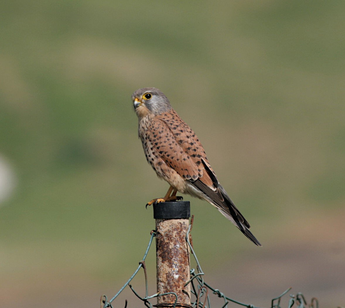 Eurasian Kestrel - ML381770391