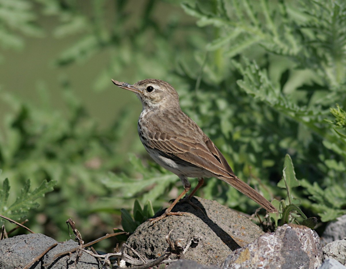 Berthelot's Pipit - ML381770431