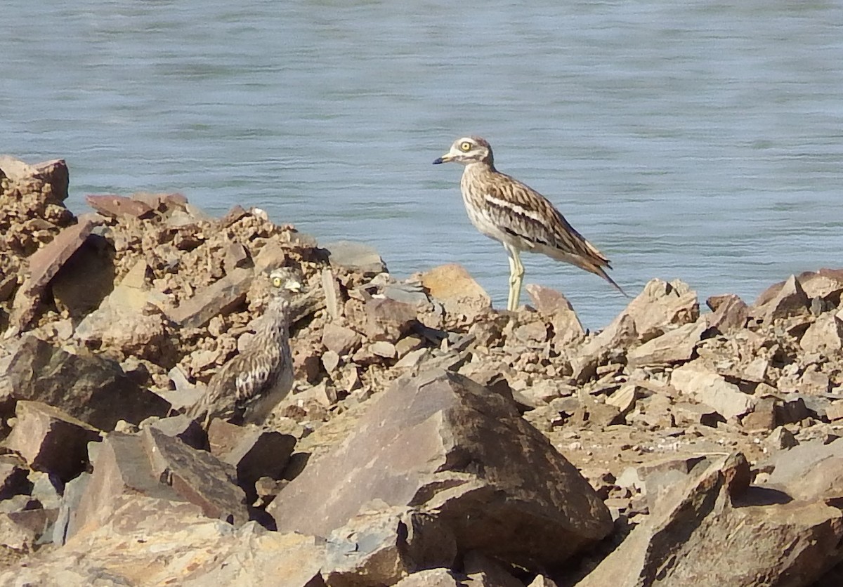 Eurasian Thick-knee - ML381771631