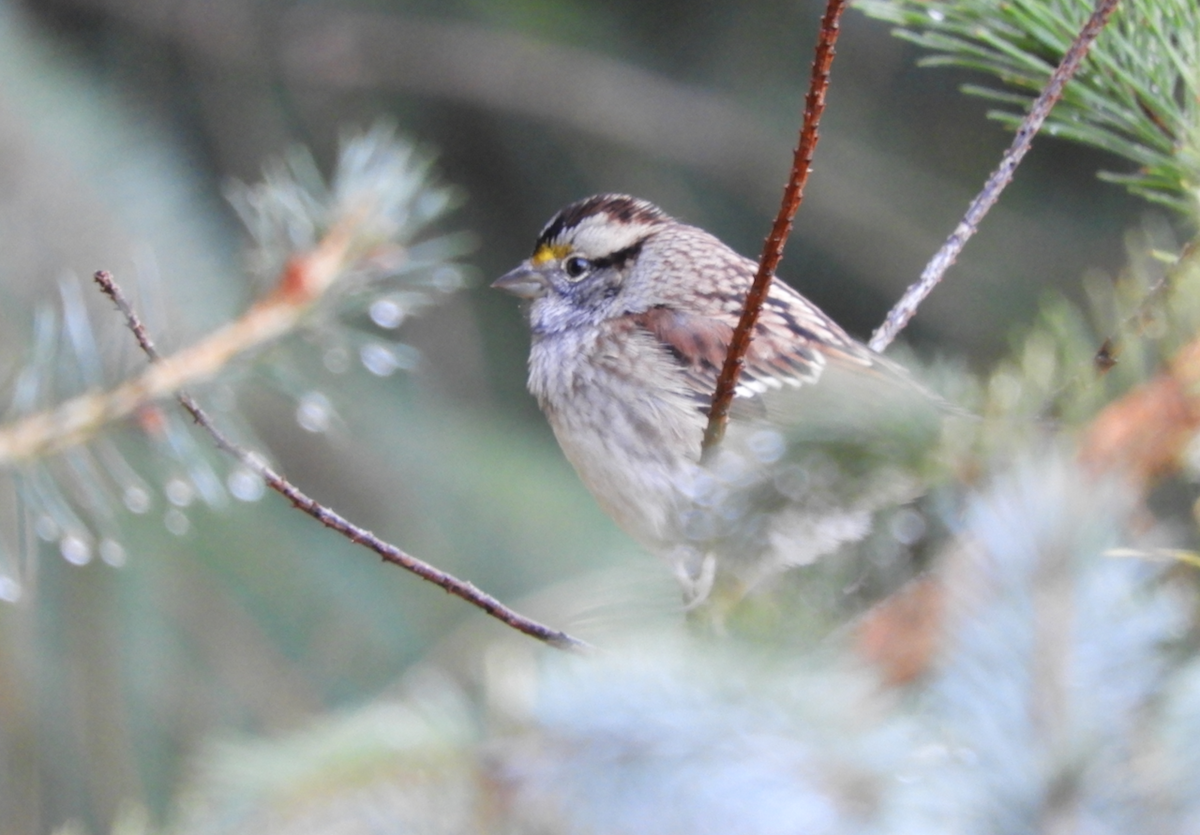 White-throated Sparrow - ML381772111
