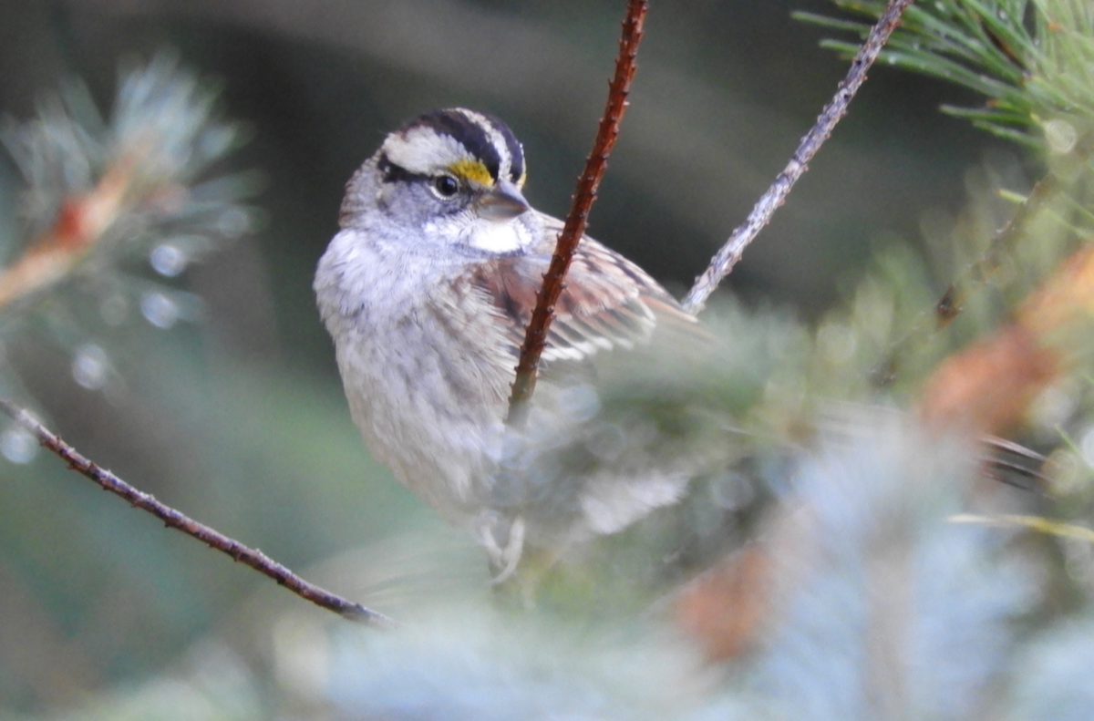 White-throated Sparrow - ML381772161