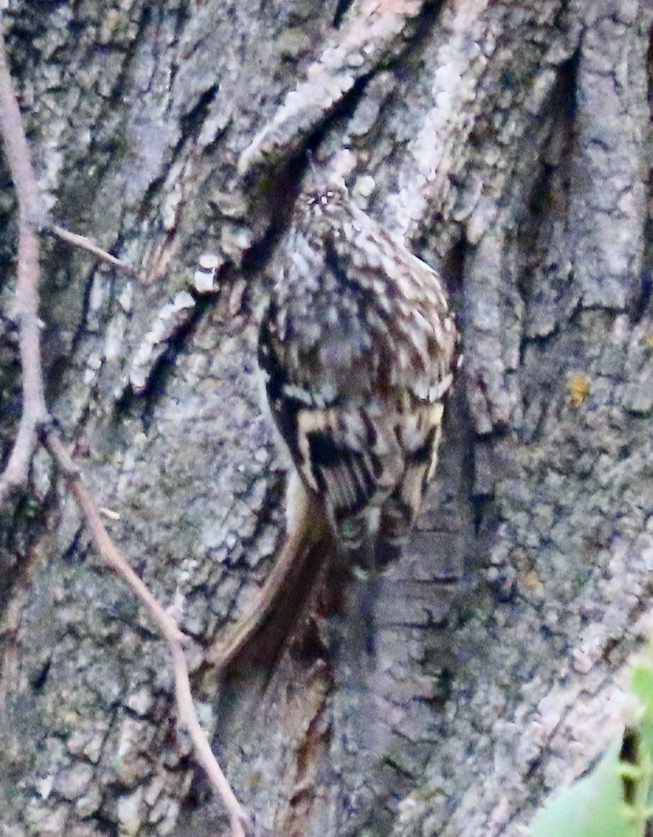 Brown Creeper - Randy Shonkwiler