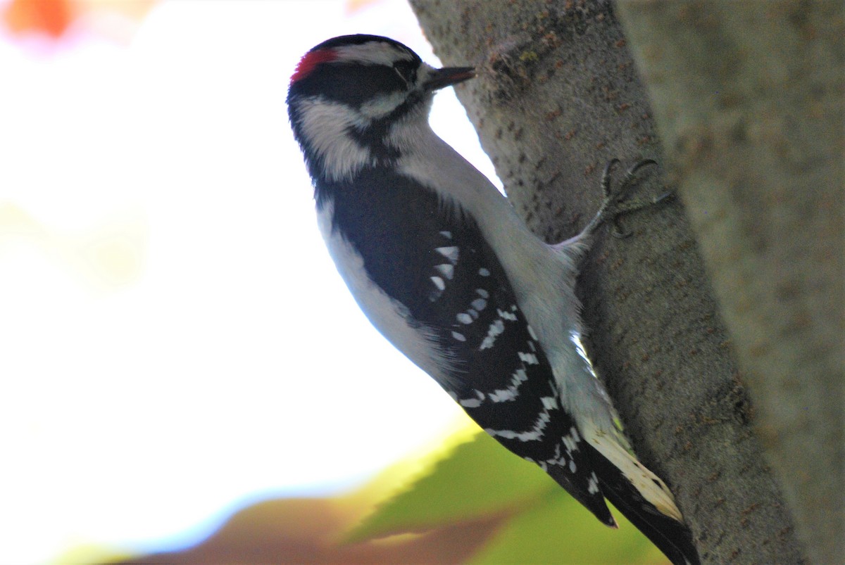 Downy Woodpecker - ML381776091
