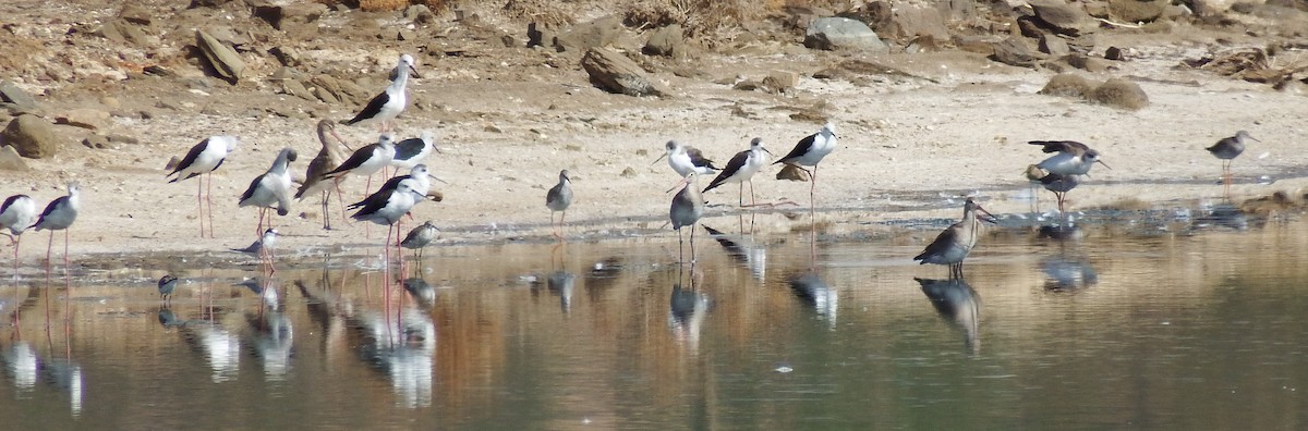 Black-tailed Godwit - ML381776471