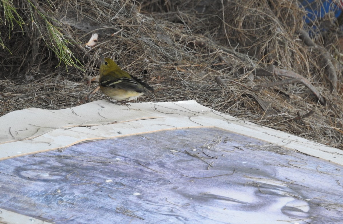 Bay-breasted Warbler - ML38177901