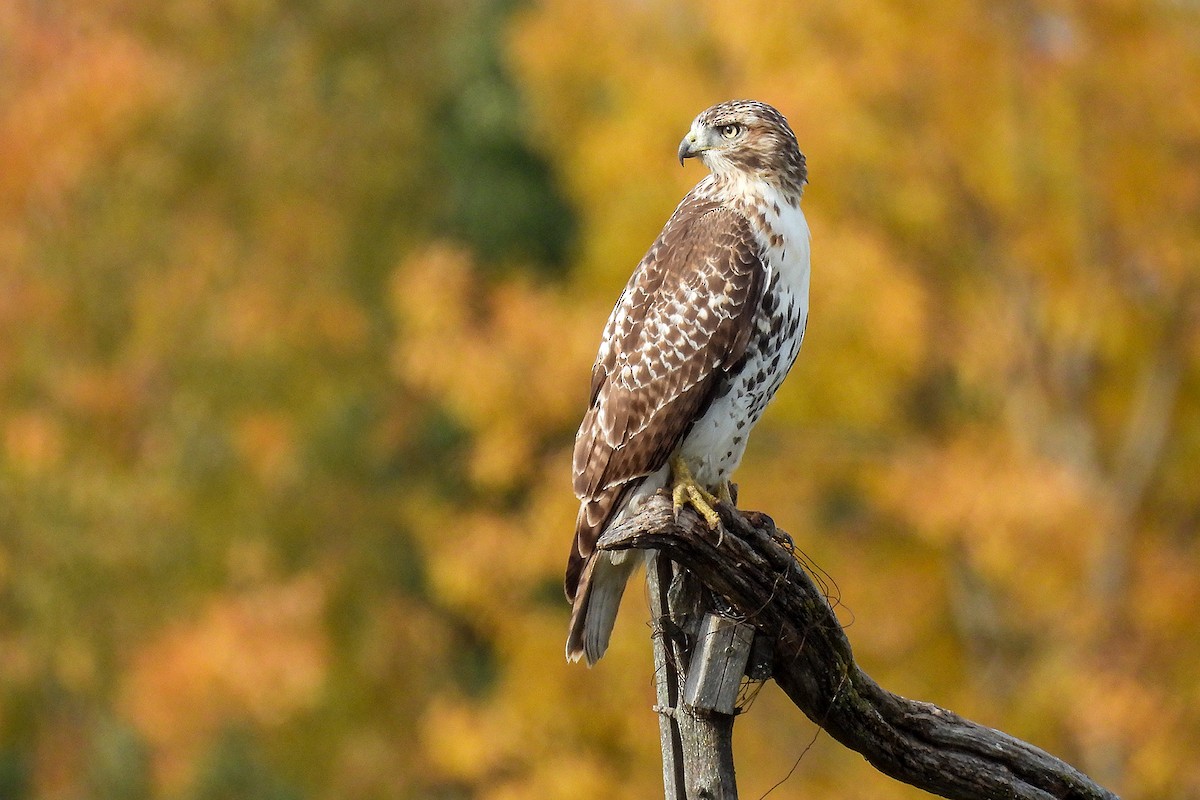 Red-tailed Hawk - Todd Brown
