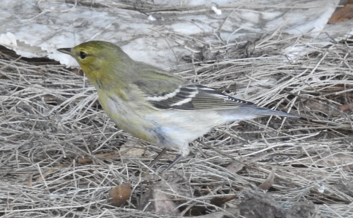 Blackpoll Warbler - ML38178111