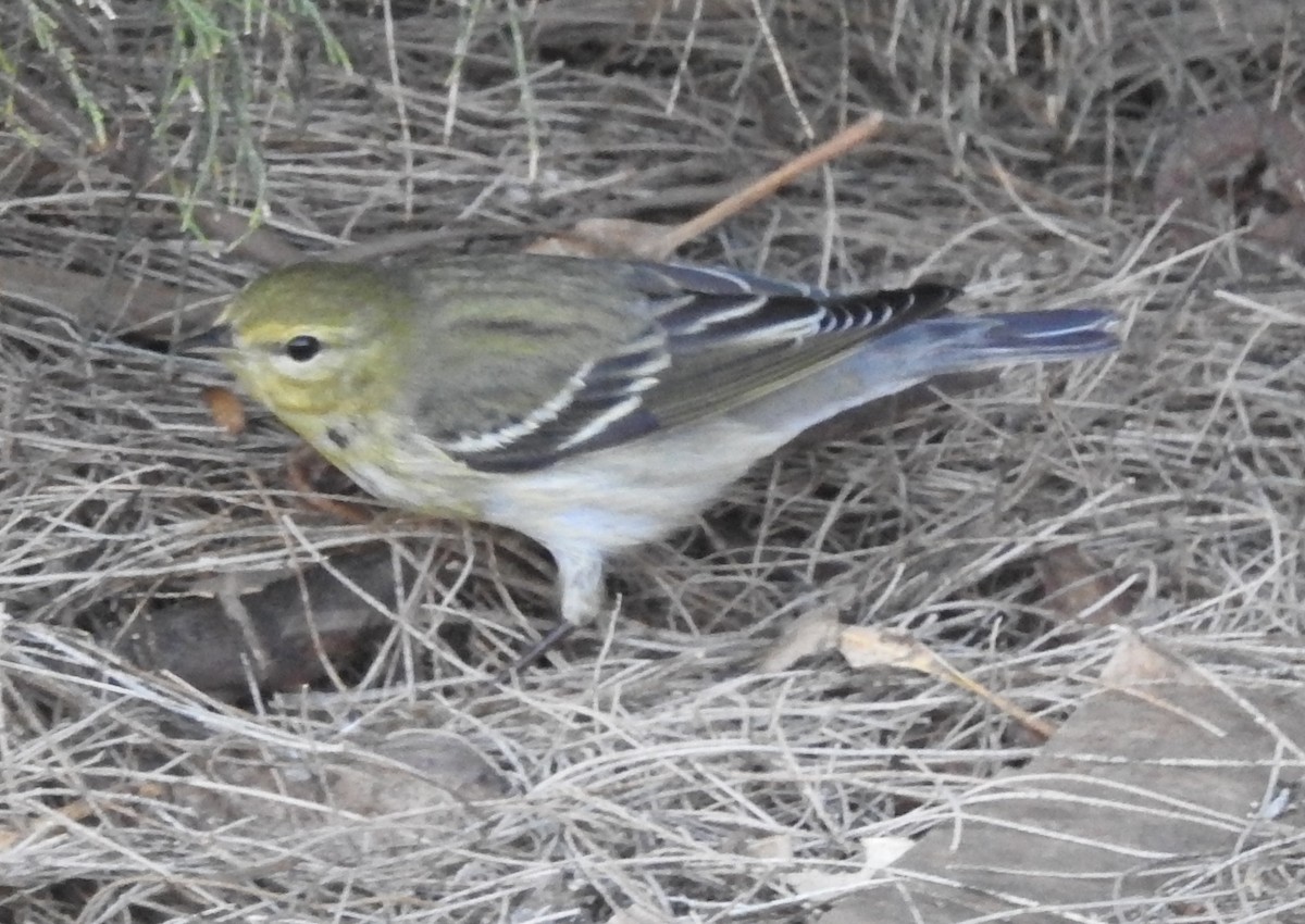 Blackpoll Warbler - ML38178121