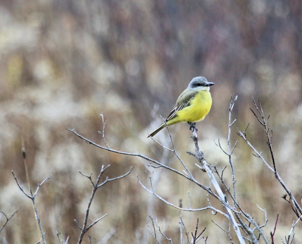 Tropical Kingbird - ML38178271