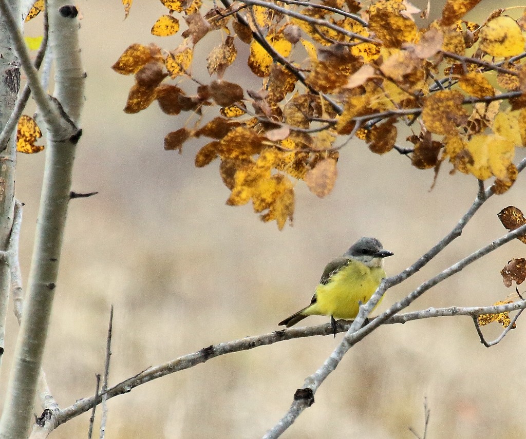 Tropical Kingbird - ML38178281