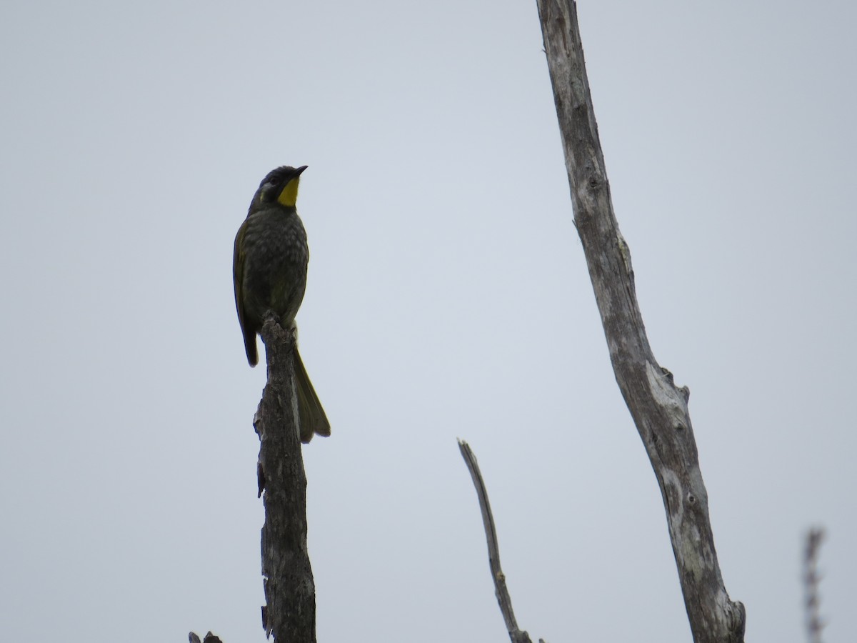 Yellow-throated Honeyeater - Elliot Leach