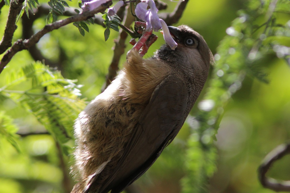 Speckled Mousebird - ML381786821