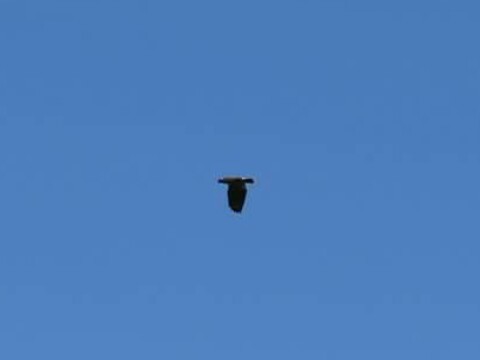 Harris's Hawk - ML38178711