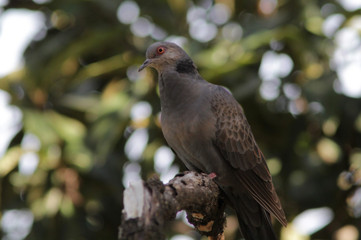 Dusky Turtle-Dove - ML381787501