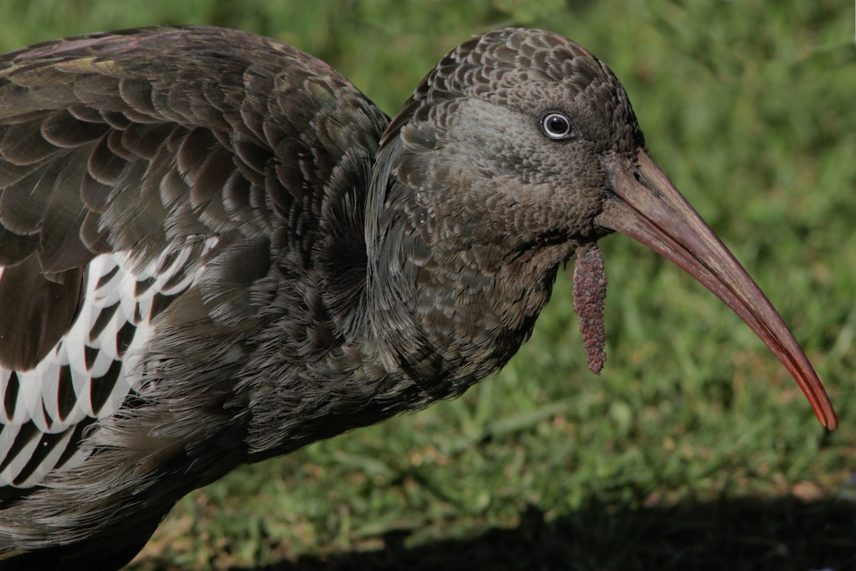 ibis etiopský - ML381787541