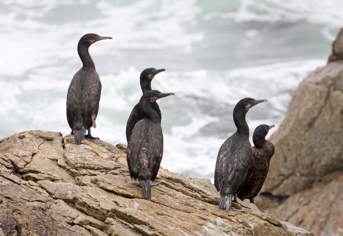 Brandt's Cormorant - ML38178911