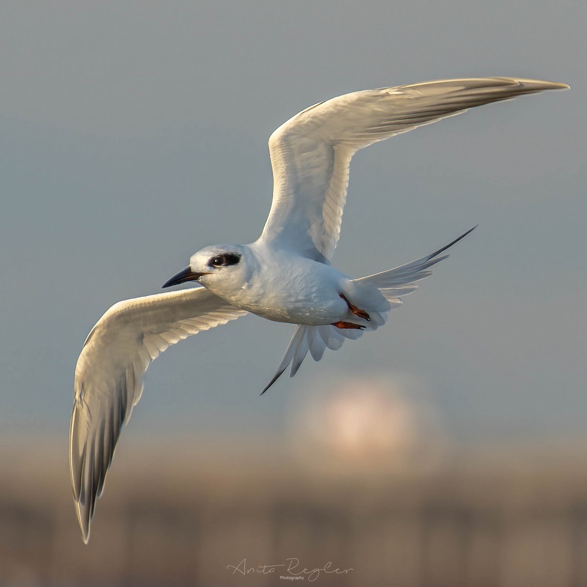 Forster's Tern - ML381789461