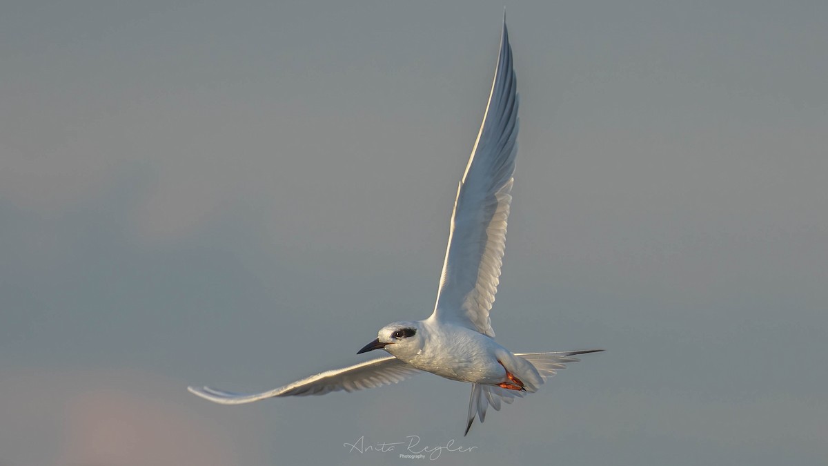 Forster's Tern - Anita Regler