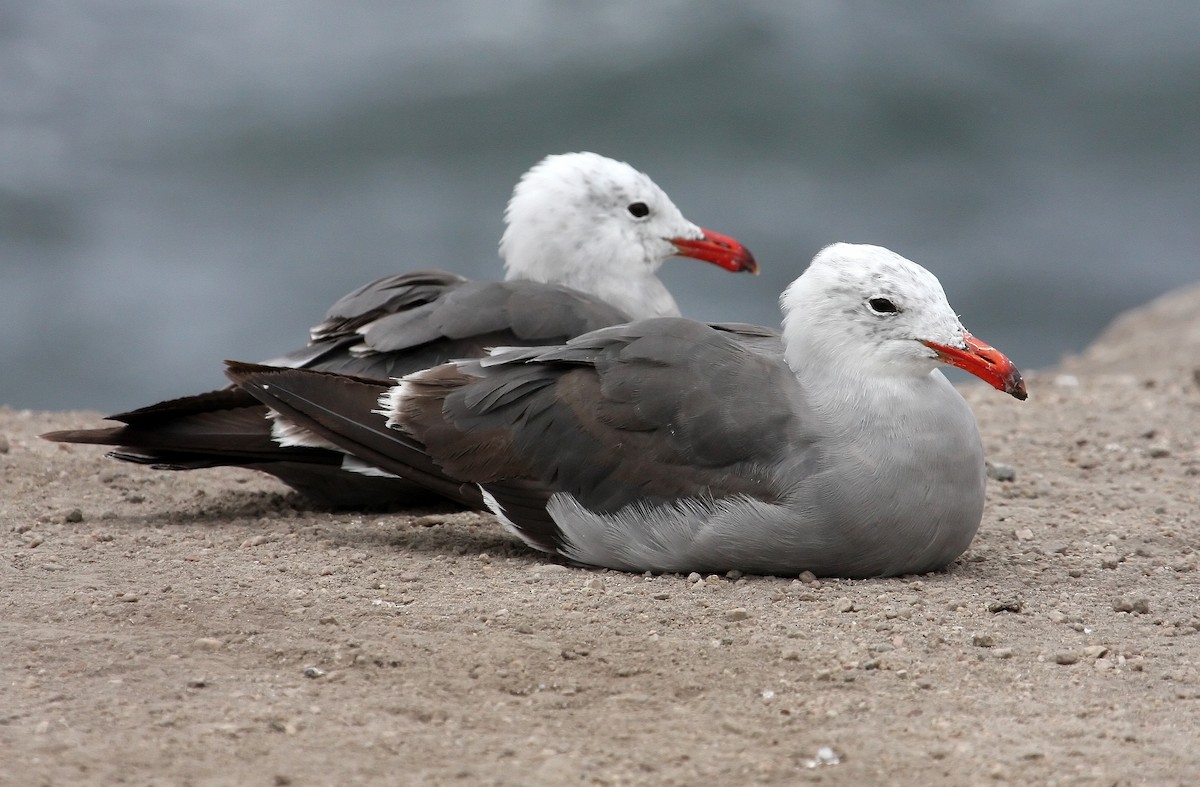 Heermann's Gull - ML38179041