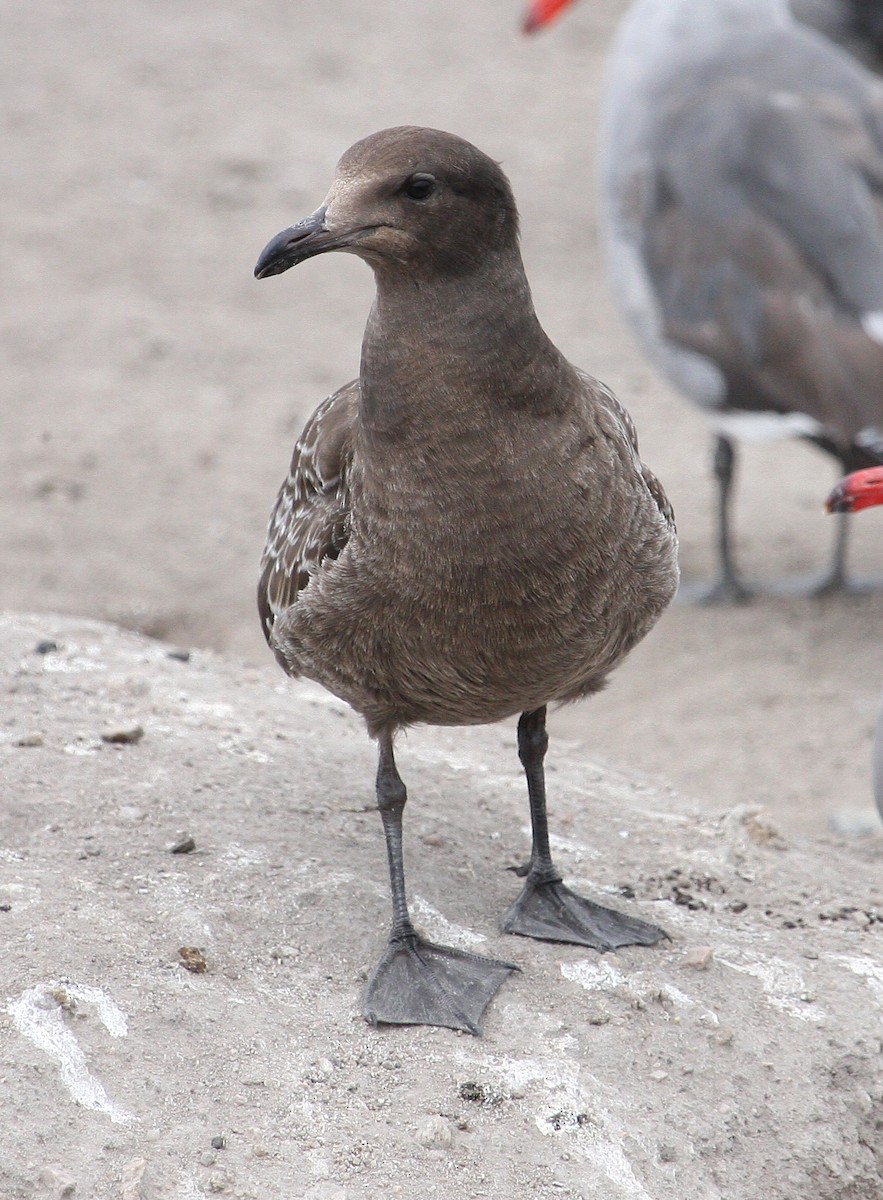 Heermann's Gull - ML38179081