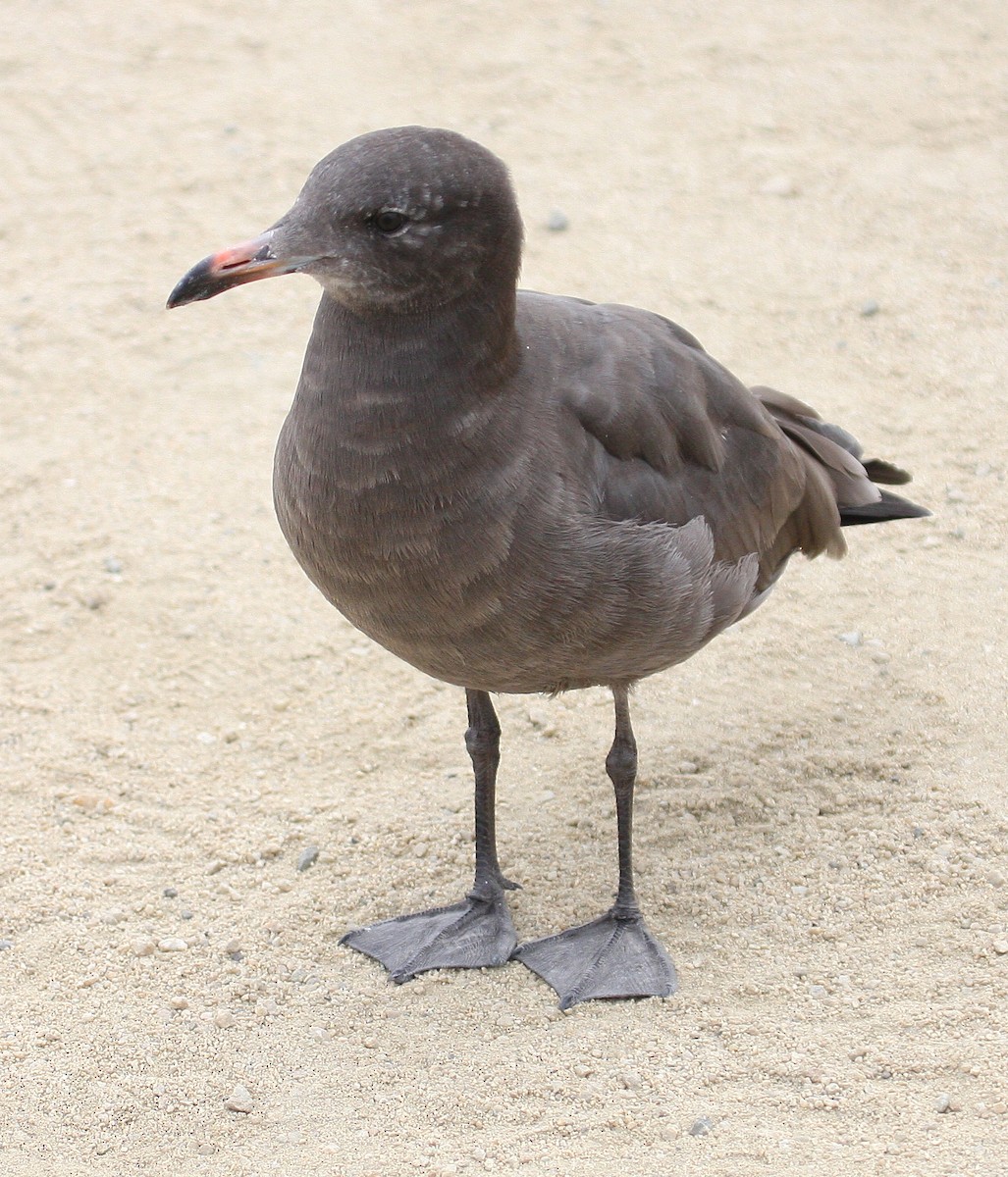 Gaviota Mexicana - ML38179091