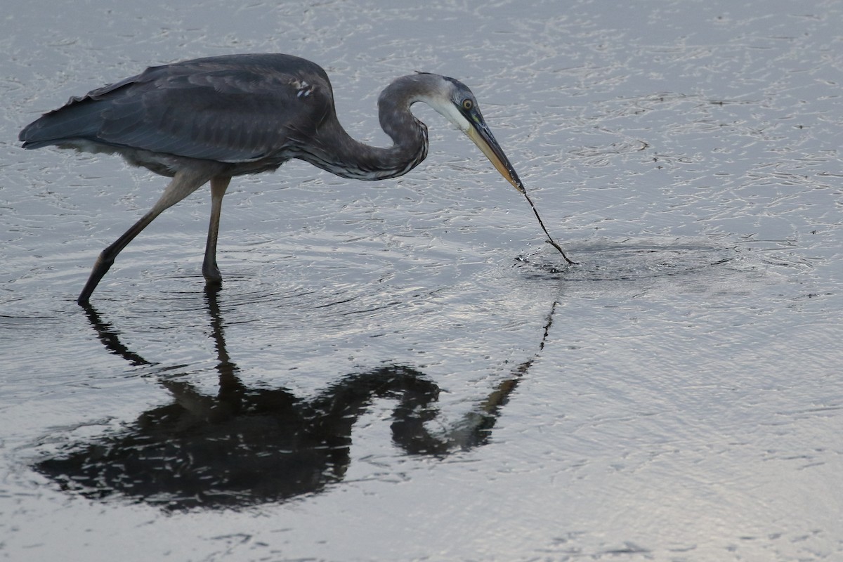 Great Blue Heron - ML381792301