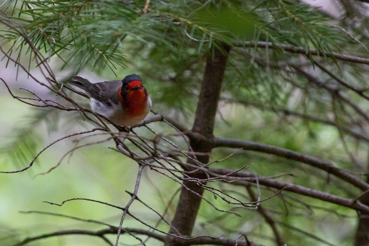 Red-faced Warbler - ML381793871