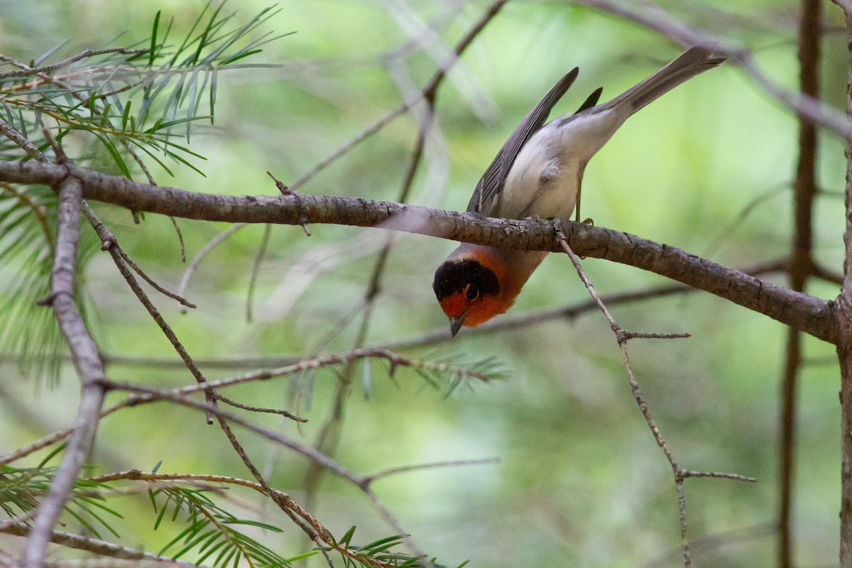 Red-faced Warbler - ML381795881