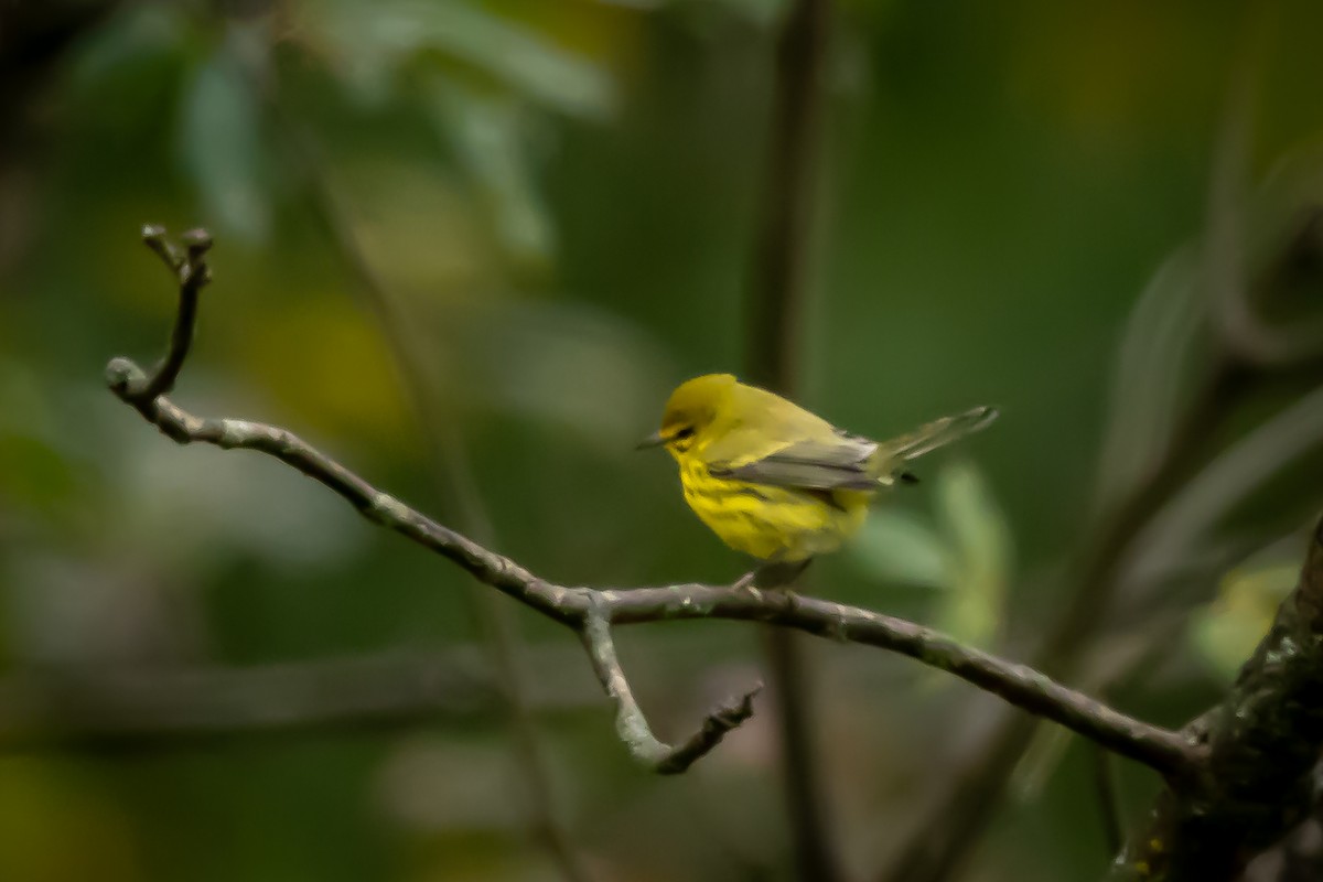 Prairie Warbler - ML381797351