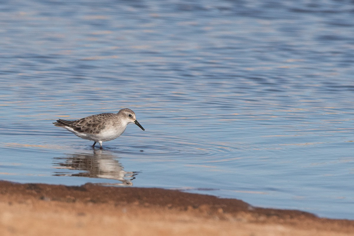 Little Stint - ML381797731