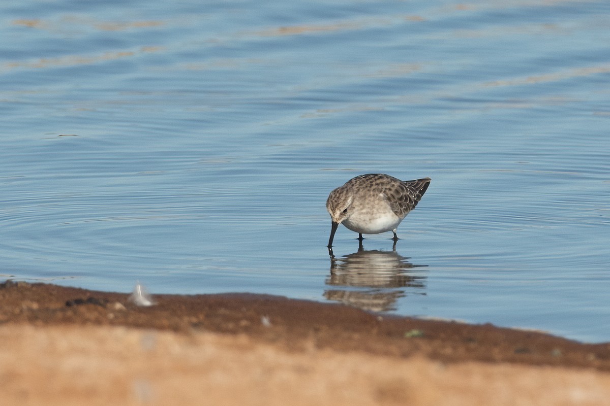 Little Stint - ML381797761