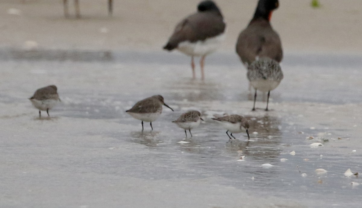 Western Sandpiper - ML381798441