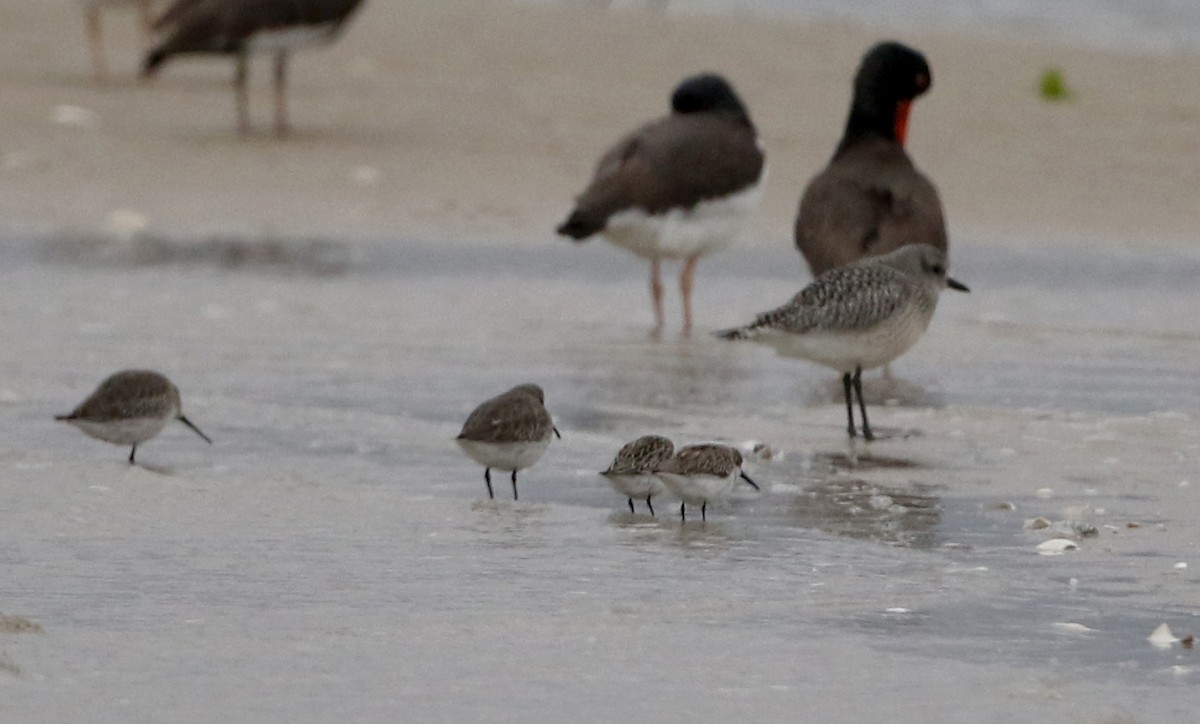 Bergstrandläufer - ML381798451