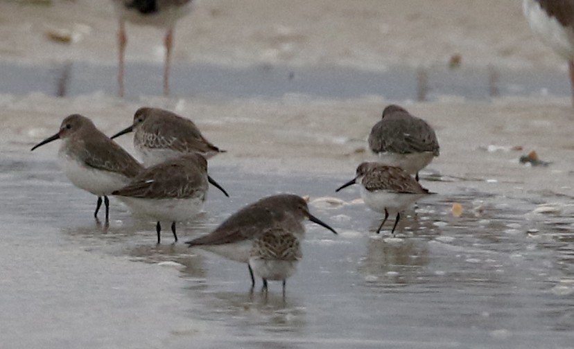 Western Sandpiper - ML381798501