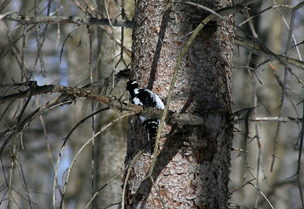 Hairy Woodpecker - ML381798891