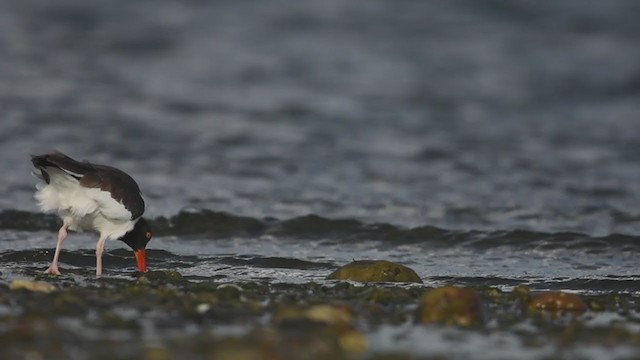 American Oystercatcher - ML381800461