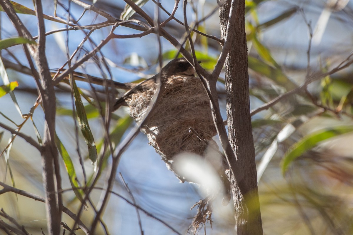 Gray Fantail (albicauda) - ML381801371