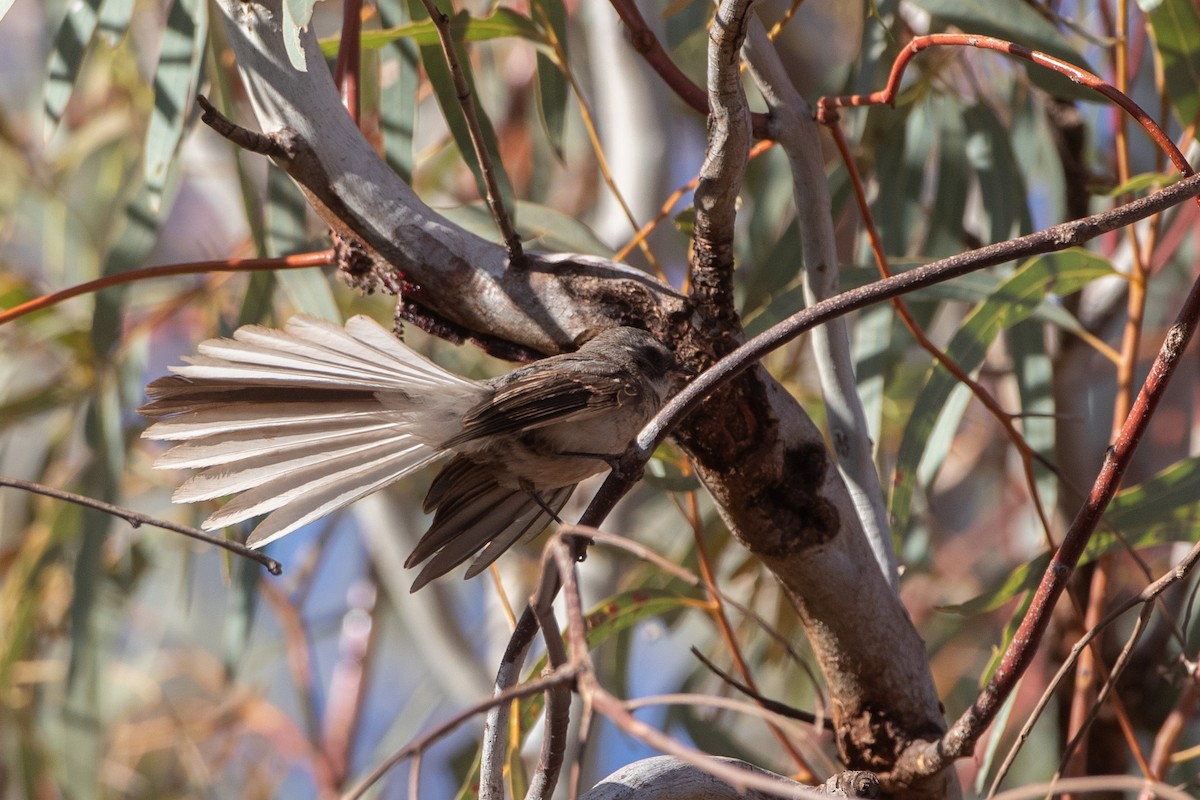 Gray Fantail (albicauda) - ML381801381