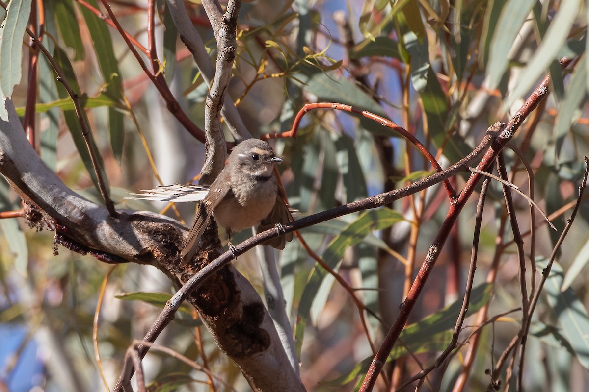 Gray Fantail (albicauda) - ML381801391