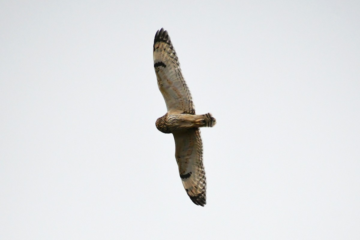 Short-eared Owl - ML381802891