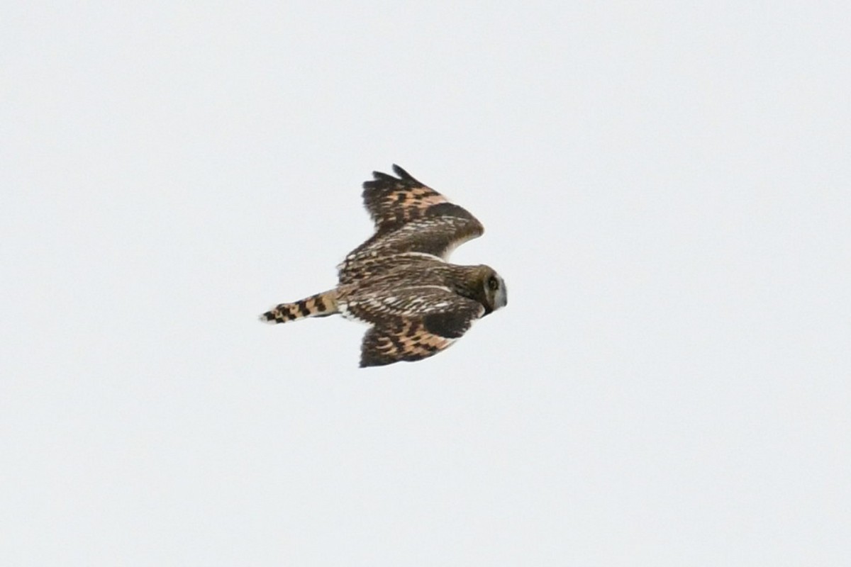 Short-eared Owl - ML381802911