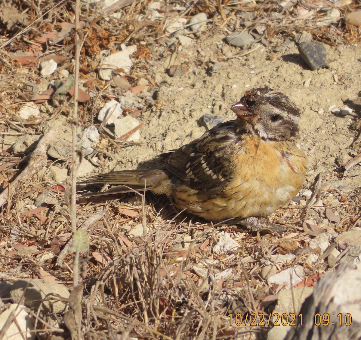 Black-headed Grosbeak - ML381803041