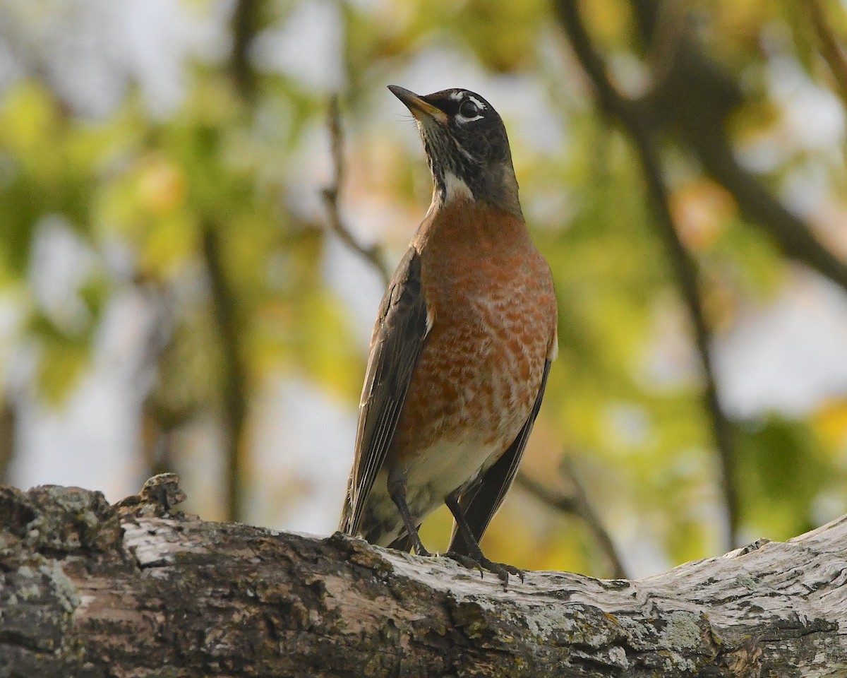 American Robin - ML381803531