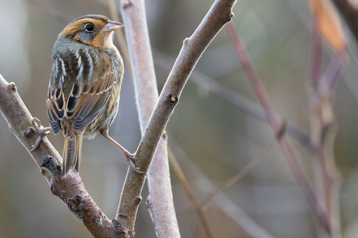 Nelson's Sparrow - ML381803991