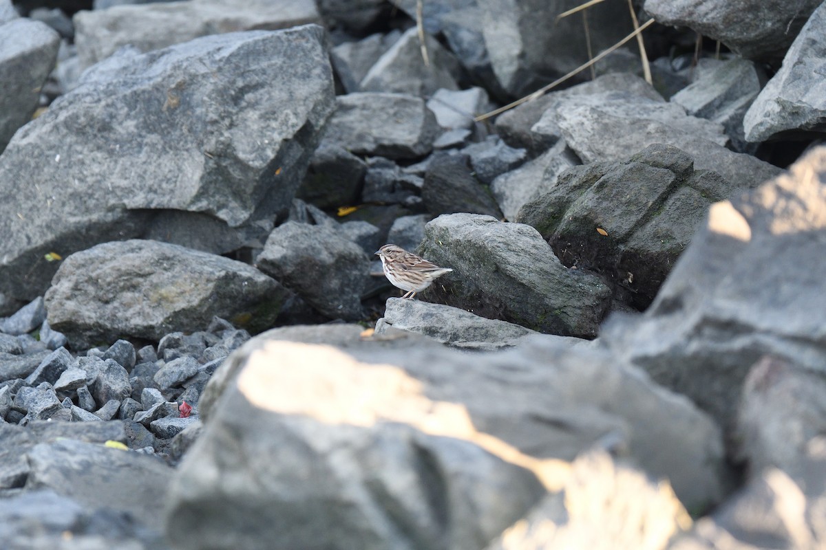 Song Sparrow - ML381805741