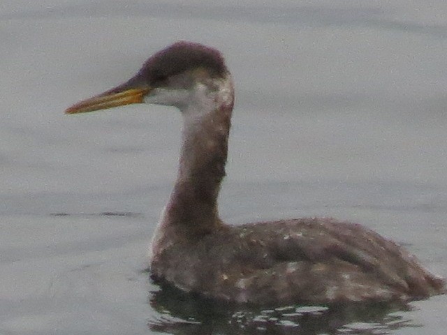 Red-necked Grebe - ML381805751