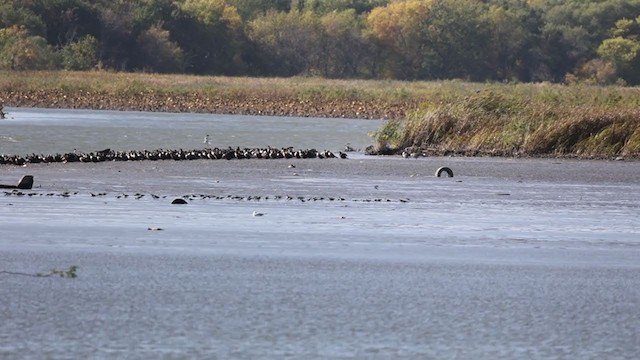 Short-billed/Long-billed Dowitcher - ML381805851