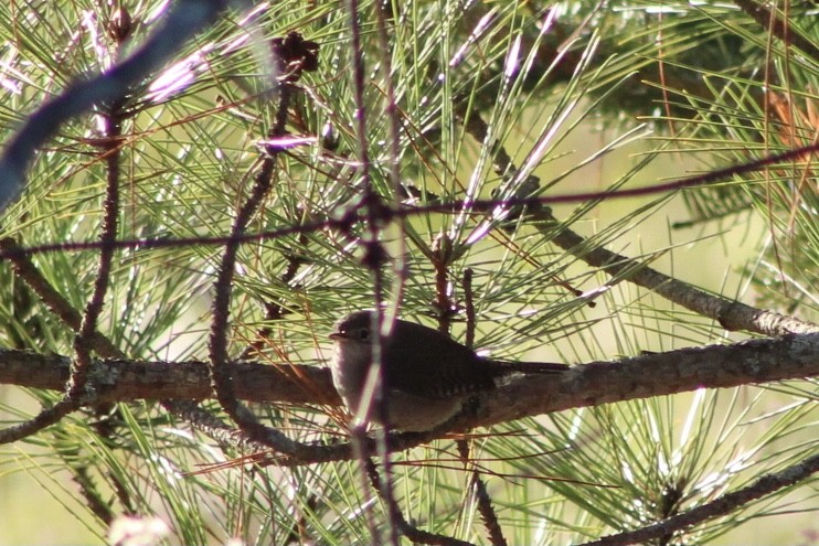 House Wren - Hannah Dodington